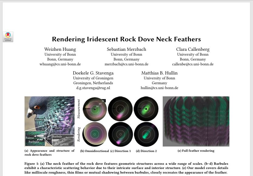 RockDoveFeathers.JPG