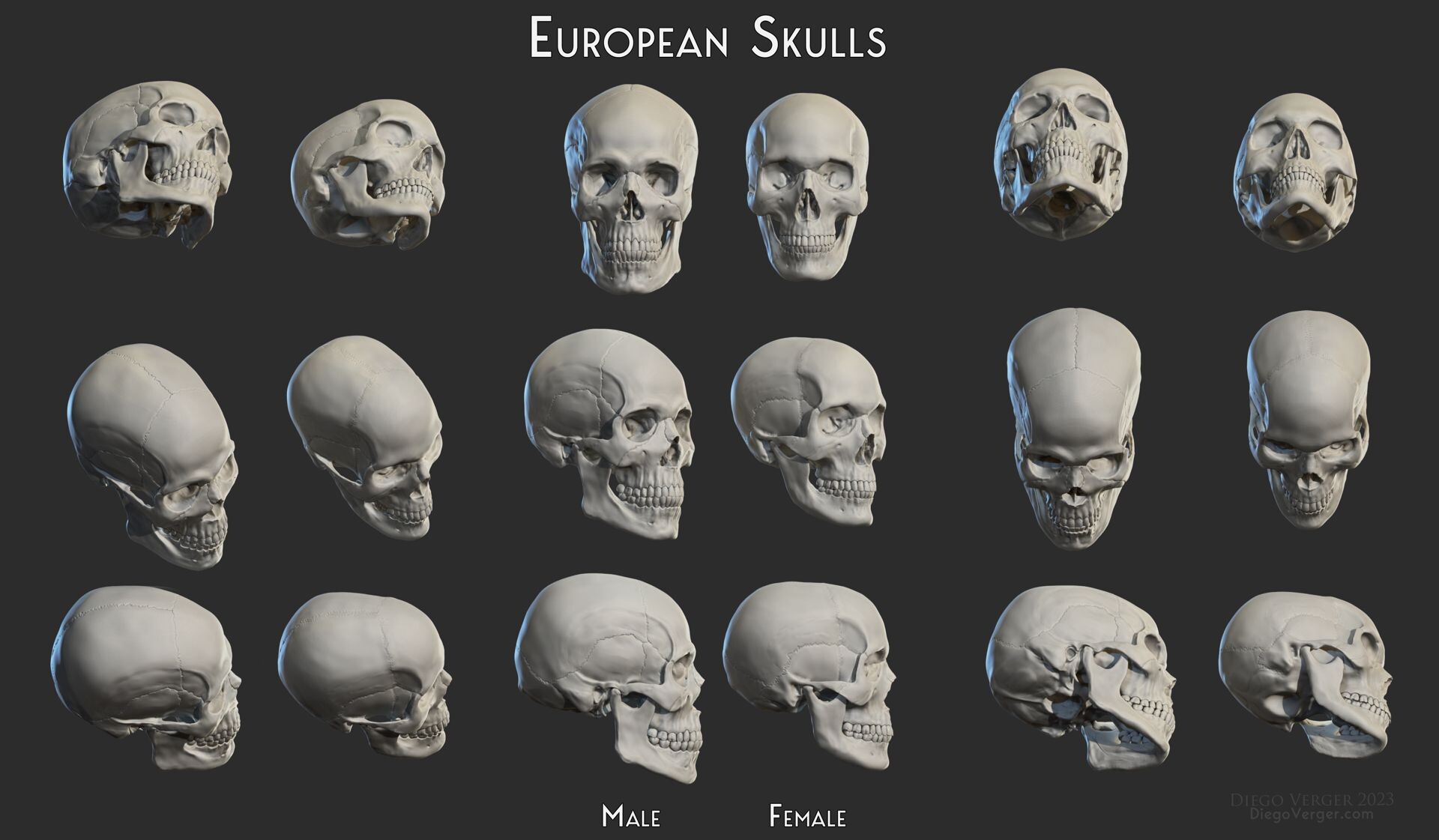 diego-verger-euopean-skulls-male-female.jpg