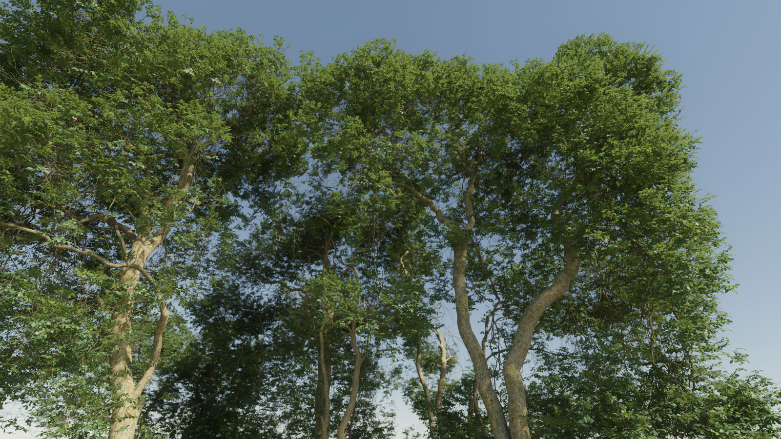 SummerGroveBig.jpg