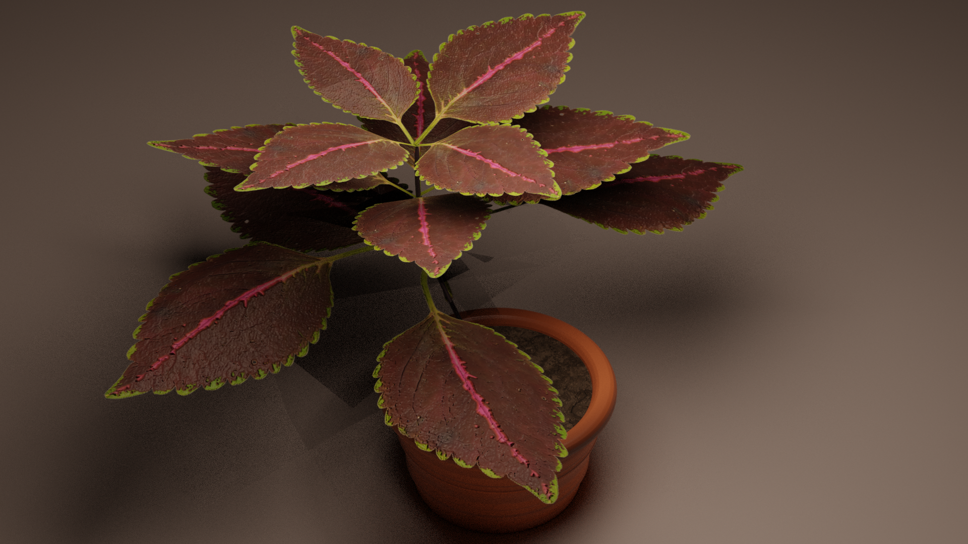 planta coleus .png