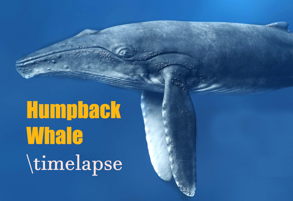 whale_BN1.jpg