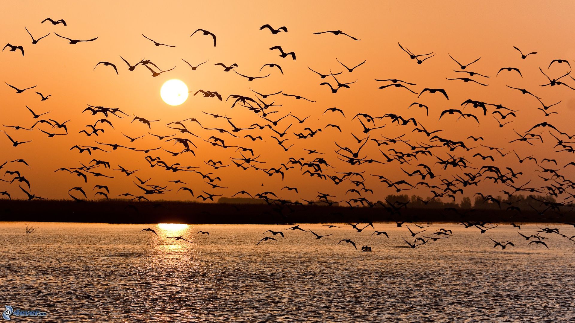 pajaros-bandada.jpg