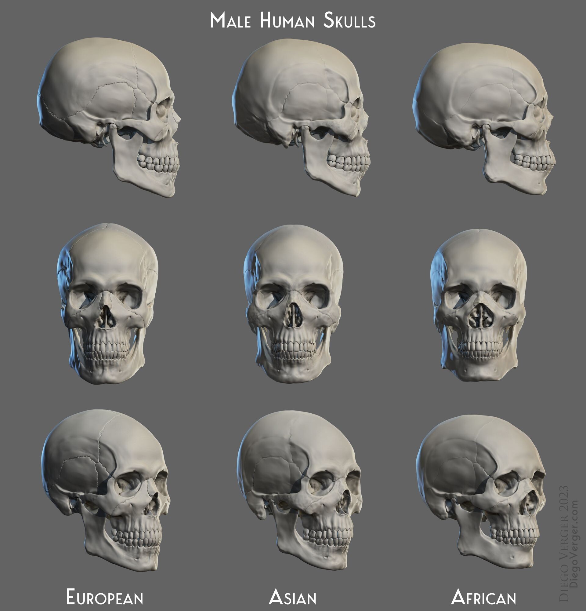 diego-verger-male-human-skulls.jpg