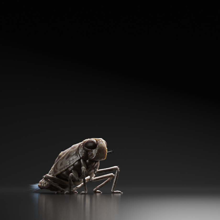 sh600_02_planthopper_V06_00000.png