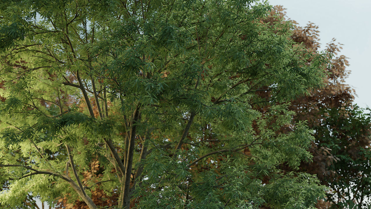 WillowOakTree2.jpg